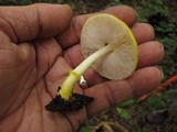 Pluteus mammillatus image