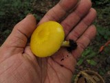 Pluteus mammillatus image