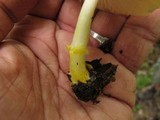 Pluteus mammillatus image