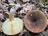 Lactarius corrugis image