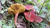Phylloporus bellus image
