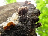 Stemonitis splendens image