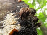 Stemonitis splendens image