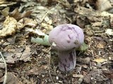 Tylopilus plumbeoviolaceus image