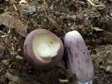 Tylopilus plumbeoviolaceus image