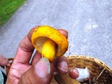 Russula flavida image