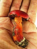 Boletus frostii image