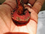 Boletus frostii image