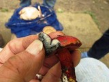 Boletus frostii image