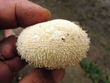 Lycoperdon pulcherrimum image