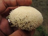 Lycoperdon pulcherrimum image