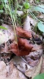 Coltricia cinnamomea image