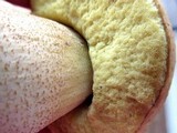 Leccinum rugosiceps image