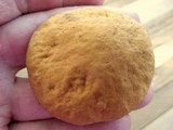Leccinum rugosiceps image