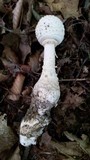 Amanita rhopalopus image