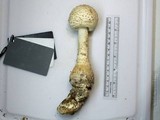 Amanita rhopalopus image