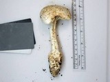 Amanita subcokeri image