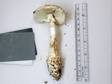 Amanita subcokeri image