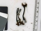 Tolypocladium ophioglossoides image