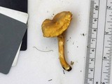Cantharellus appalachiensis image
