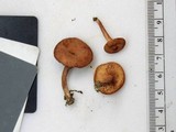 Lactarius camphoratus image
