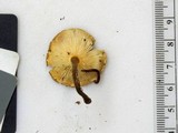 Crinipellis zonata image