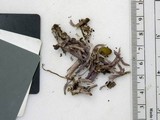 Clavaria zollingeri image