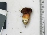 Xanthoconium purpureum image