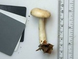 Lactarius chrysorrheus image