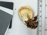 Lactarius chrysorrheus image