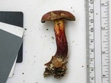 Baorangia bicolor image