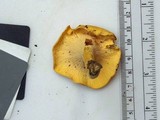 Cantharellus lateritius image