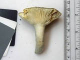 Russula redolens image