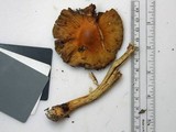 Cortinarius corrugatus image