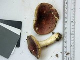 Russula mariae image