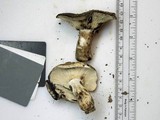 Russula dissimulans image