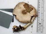 Agaricus vinosobrunneofumidus image