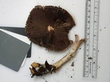 Agaricus vinosobrunneofumidus image