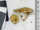 Chrysomphalina strombodes image