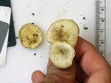 Chrysomphalina strombodes image