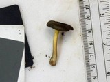 Chrysomphalina strombodes image