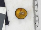 Chrysomphalina strombodes image