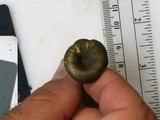Chrysomphalina strombodes image