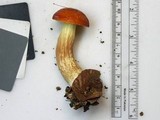 Boletus longicurvipes image