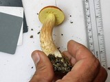 Boletus longicurvipes image