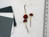 Marasmius sullivantii image