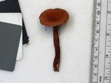 Lactarius camphoratus image