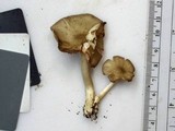 Entoloma griseum image
