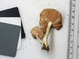 Entoloma griseum image