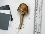 Leccinum pseudoscabrum image